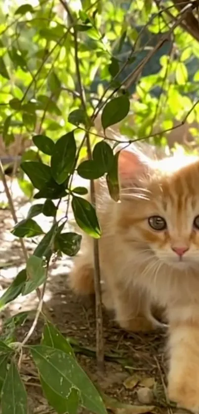 Orange kitten exploring in green leaves outdoors.