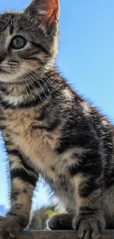 Enjoy this adorable kitten with mountains and blue sky wallpaper.