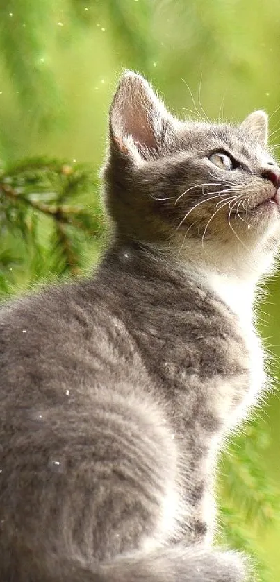 Gray kitten sitting on ledge with green leaves in background.