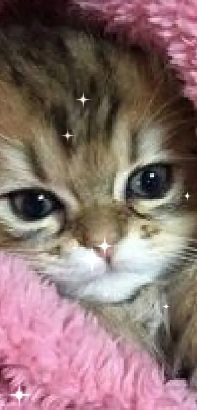 Fluffy brown kitten snuggled in a soft pink blanket.