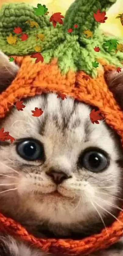 Adorable kitten in knitted pumpkin hat with bright background.