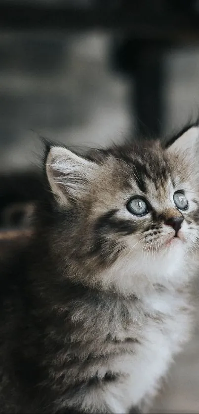 Gray kitten with blue eyes in a rustic setting.