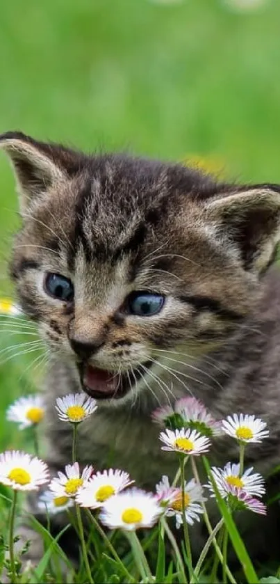 Cute kitten playing in a meadow with daisies and green grass.