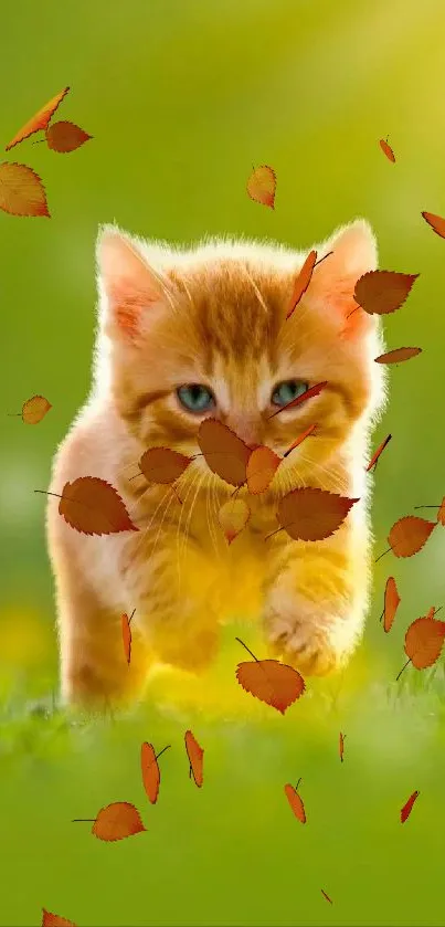 Adorable ginger kitten running through sunny green field.