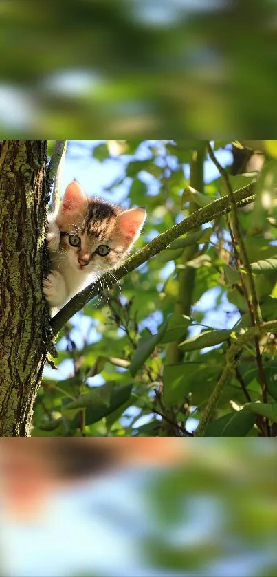 Adorable kitten peeking from a tree branch in a lush green setting.