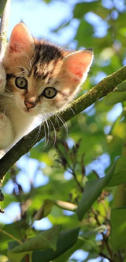 Playful kitten peeking out from behind a tree with lush green leaves.