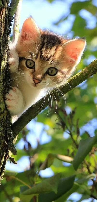 Adorable kitten peeks from a tree amidst vibrant green leaves.