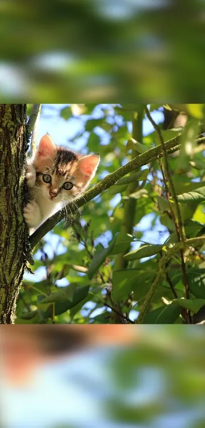 Cute kitten peeking from a tree amidst green leaves.