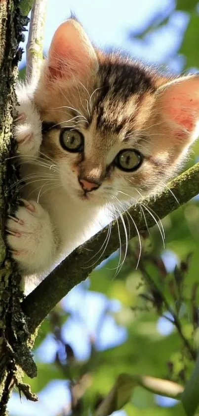 Cute kitten peeking from a tree amidst green leaves.