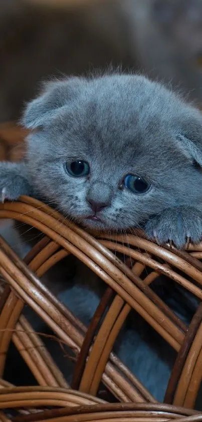 Gray kitten peeks from a wicker basket, creating a cute and cozy phone wallpaper.