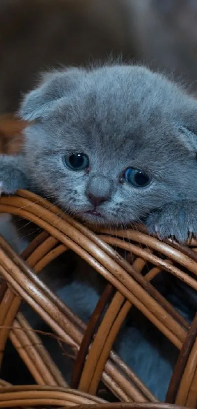 Cute gray kitten peeking out of a wicker basket.