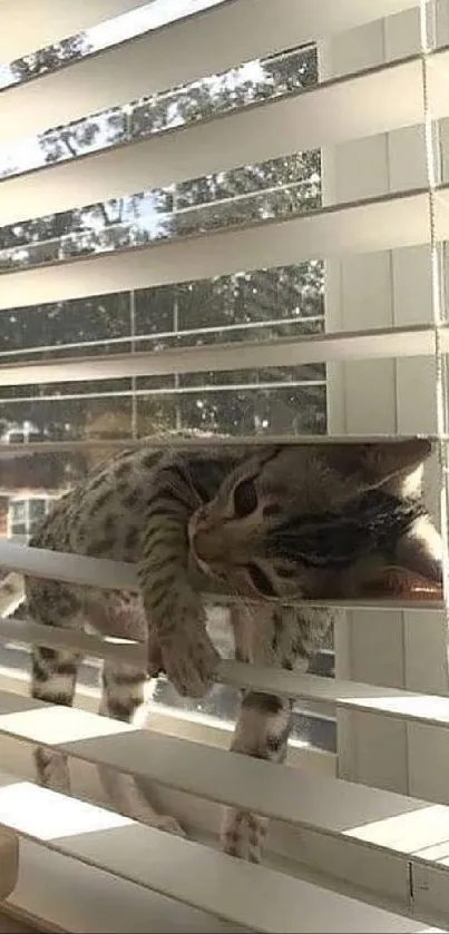 Cute kitten relaxing between white window blinds with sunlit background.