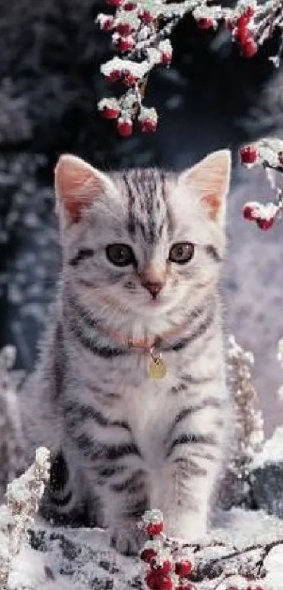 Gray kitten in a snowy winter scene with red berries and frosty branches.