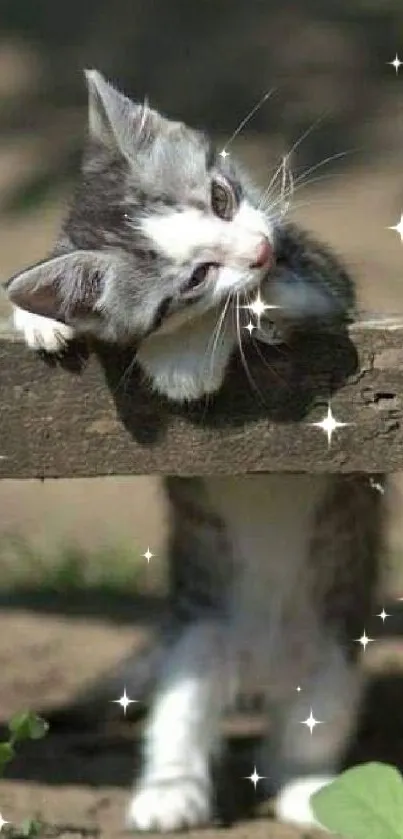 Adorable kitten peers through wooden bars in rustic setting.