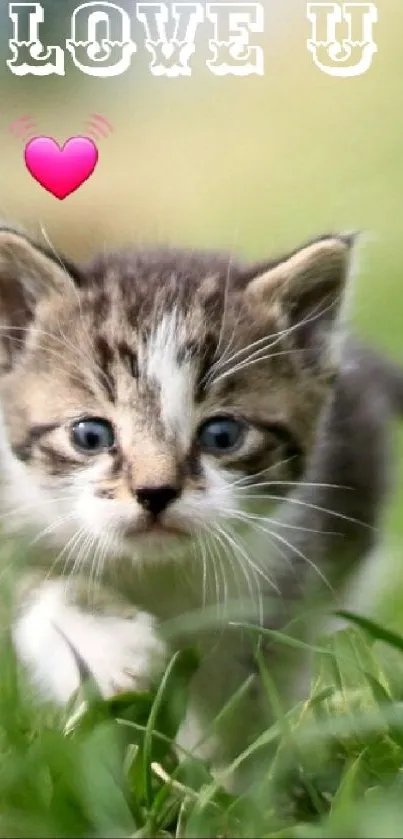 Cute kitten with love heart icon on green grass.