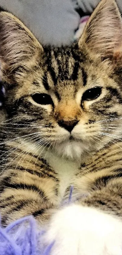 Adorable tabby kitten on a purple blanket, perfect for a cute mobile wallpaper.