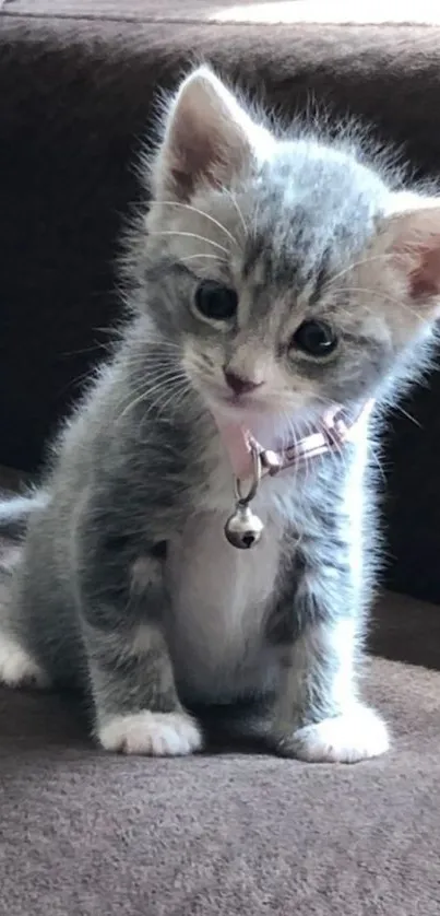 Adorable gray kitten with pink collar sitting on a brown couch.