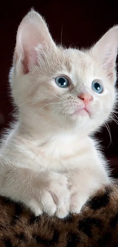 Adorable cream kitten with blue eyes on a mobile wallpaper.