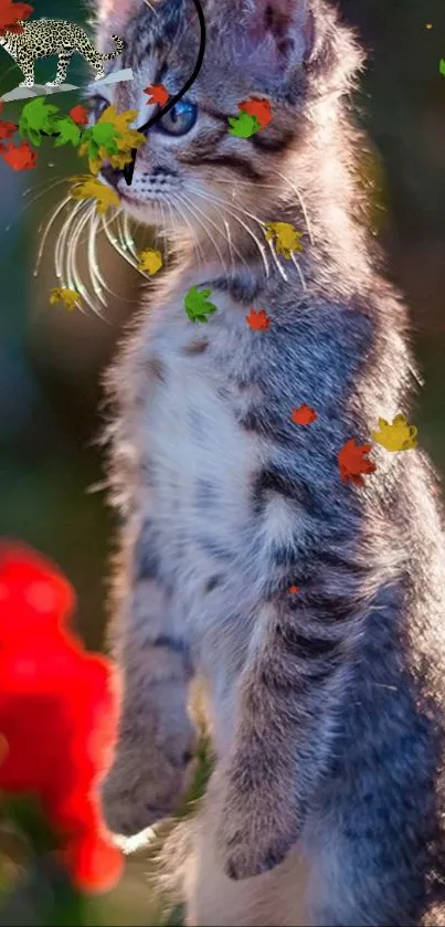 Adorable gray kitten surrounded by colorful autumn leaves.