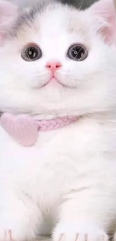 Adorable fluffy white kitten with pink collar looking playful.