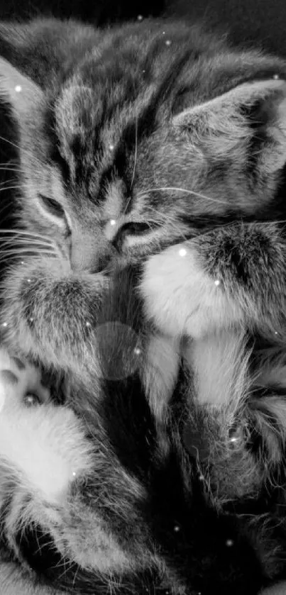 Adorable monochrome kitten curled up, ideal for phone wallpaper.