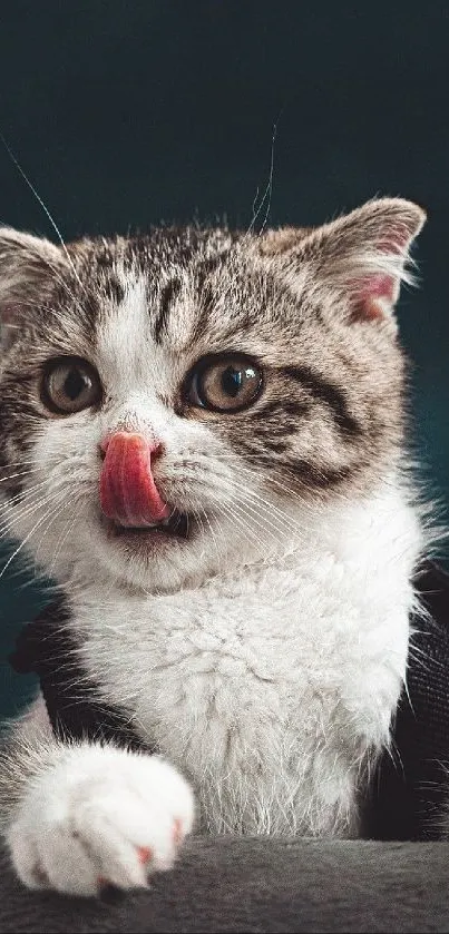 Cute kitten with tongue out on a dark green background, capturing a playful moment.