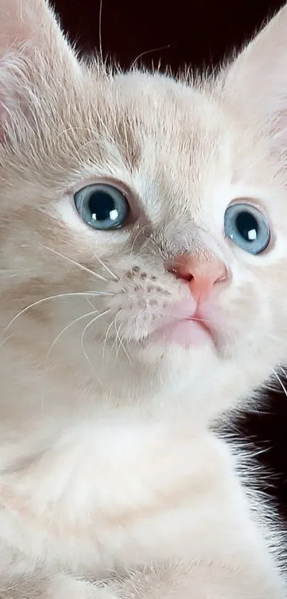 Adorable beige kitten with blue eyes mobile wallpaper.