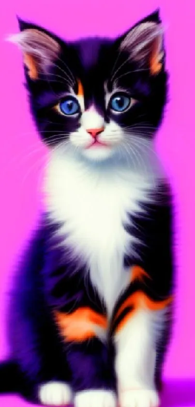 Cute kitten with blue eyes on pink background.