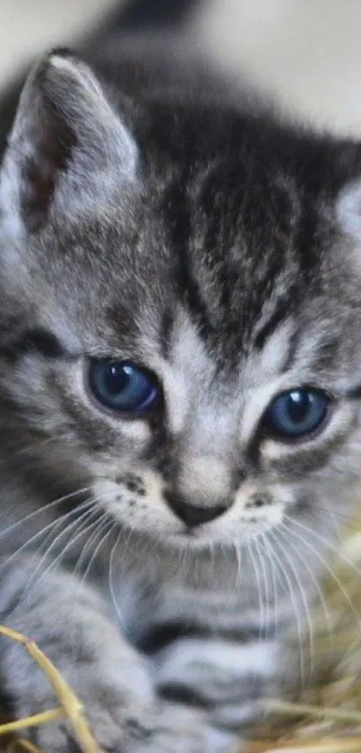 Adorable kitten with blue eyes on hay