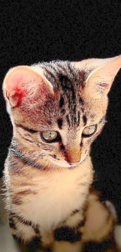 Adorable tabby kitten on a dark background.