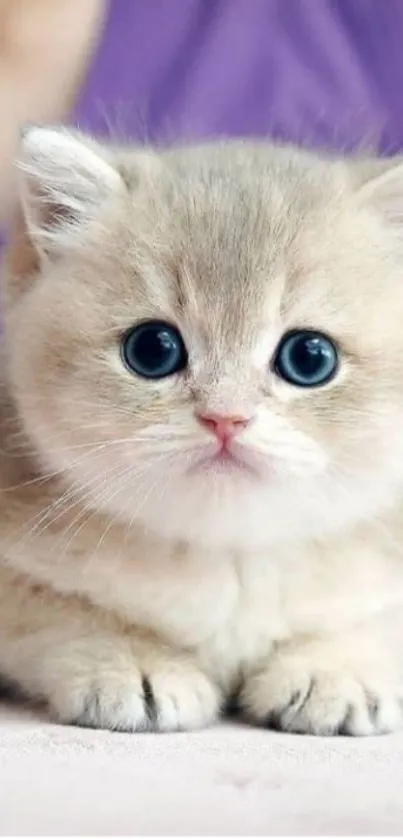 Adorable fluffy kitten with big eyes on a beige background.