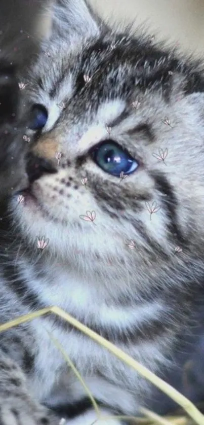 Cute gray kitten with blue eyes on mobile wallpaper.