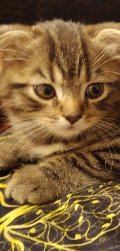 Fluffy kitten relaxing on a vibrant patterned background.