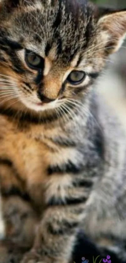 Adorable tabby kitten on a mobile wallpaper, perfect for cat lovers.