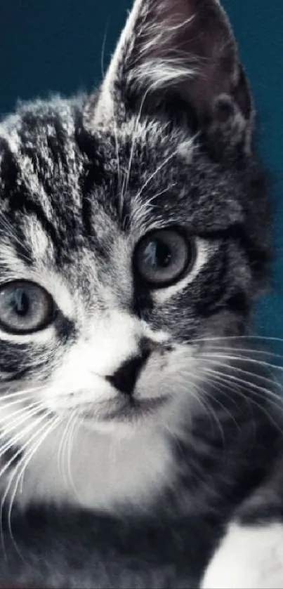 Adorable gray and white tabby kitten with blue eyes on a teal background.