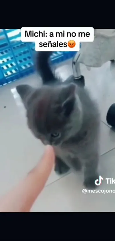 Fluffy gray kitten playfully interacts on tile floor, perfect wallpaper scene.