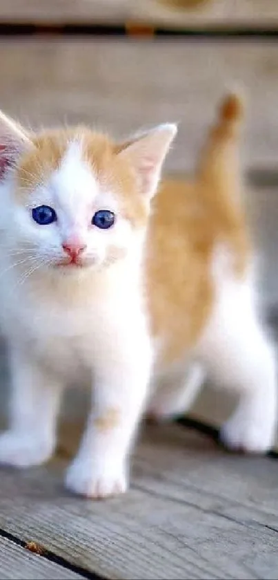 Adorable orange and white kitten on wooden floor background.