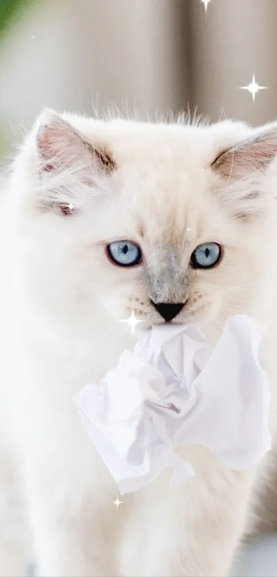 Fluffy kitten with blue eyes and paper in mouth on a white background.