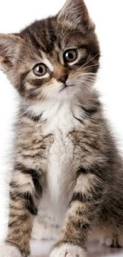 Adorable fluffy kitten with bright eyes on a white background.