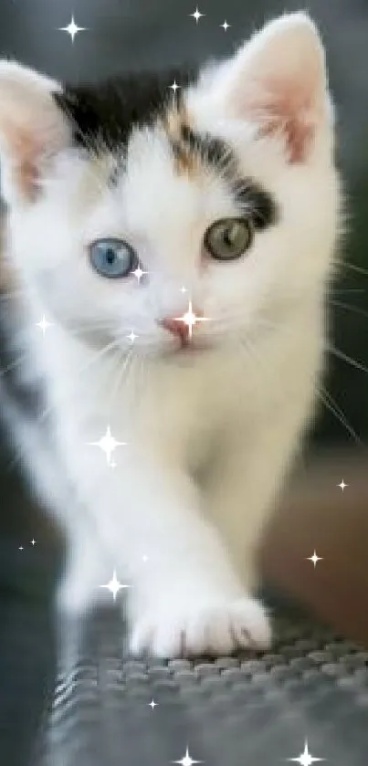 Adorable kitten with unique eyes on a mobile wallpaper.