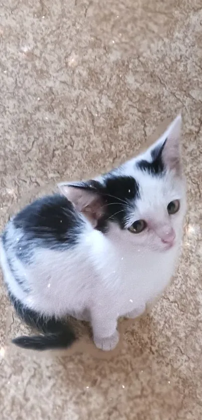 Cute black and white kitten on beige surface wallpaper.