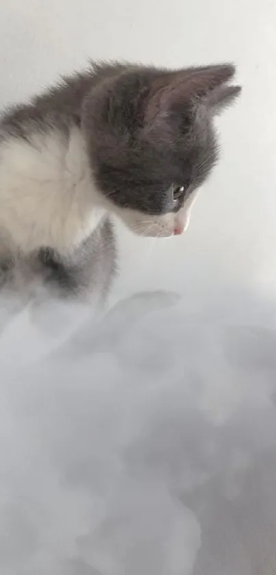 Gray and white kitten with a fluffy appearance in a minimalist setting.