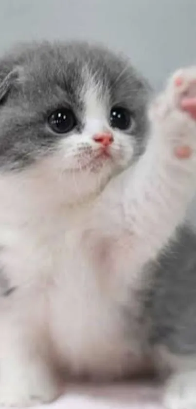 Cute fluffy gray and white kitten raising paw.