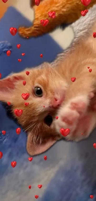 Cute orange kitten with red hearts wallpaper.