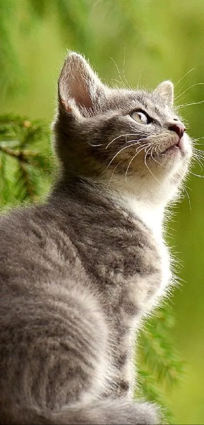 Grey kitten sitting in lush green nature scene.