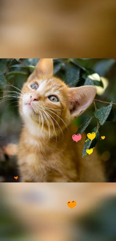 Adorable orange kitten in leafy background.