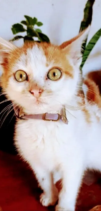 Adorable orange and white kitten standing on a wooden table.