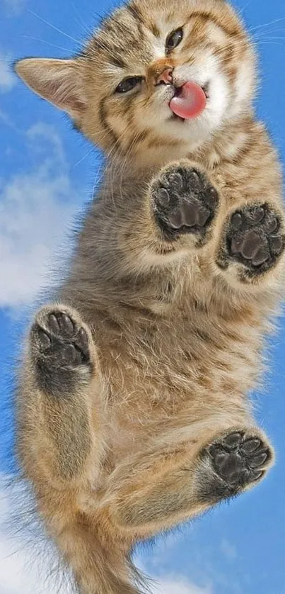 Playful kitten against a blue sky background.