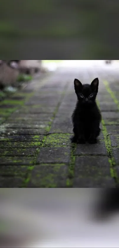 Adorable black kitten on mossy brick pathway, perfect mobile wallpaper.