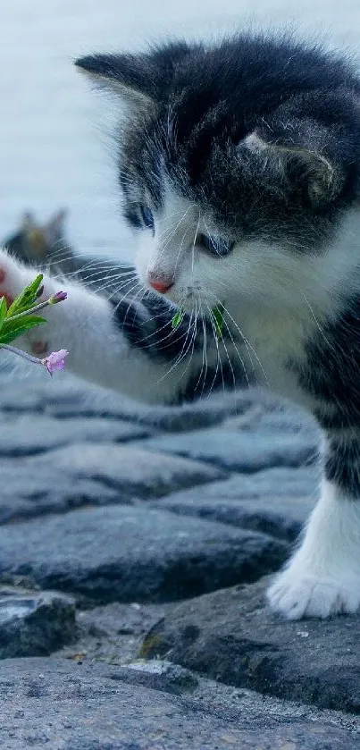 Playful kitten pawing at plant on cobblestone path.